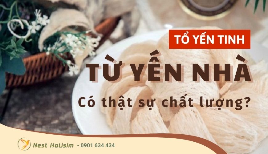 Tổ yến tinh chế từ yến nhà có thật sự chất lượng?