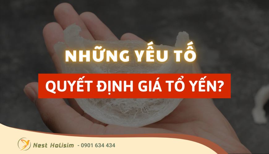 Những yếu tố quyết định giá tổ yến?